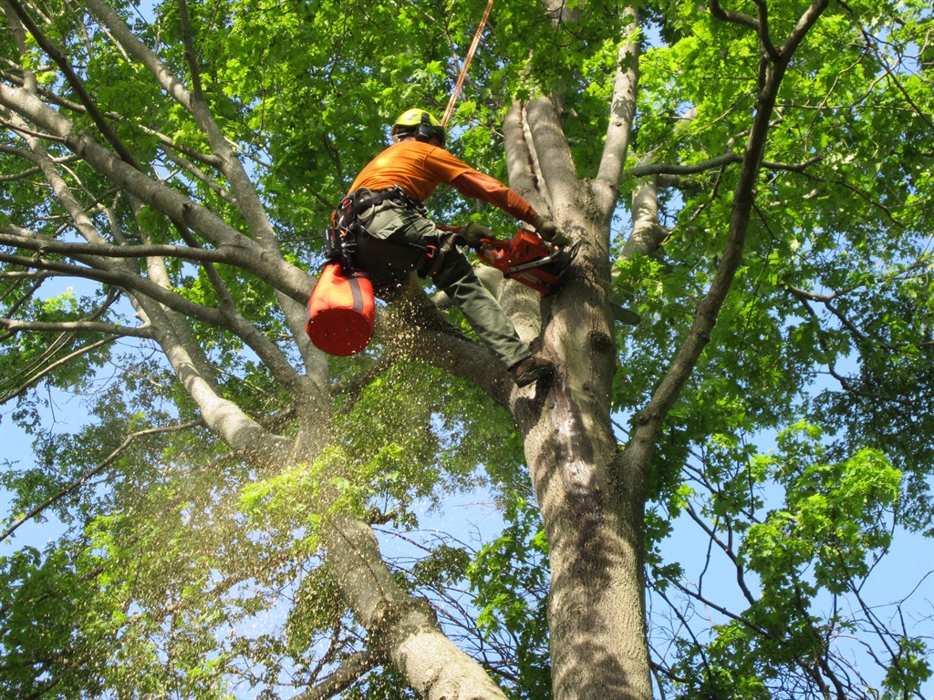 Top-Notch Tall Tree Trimming: Where Expertise Meets Elevation