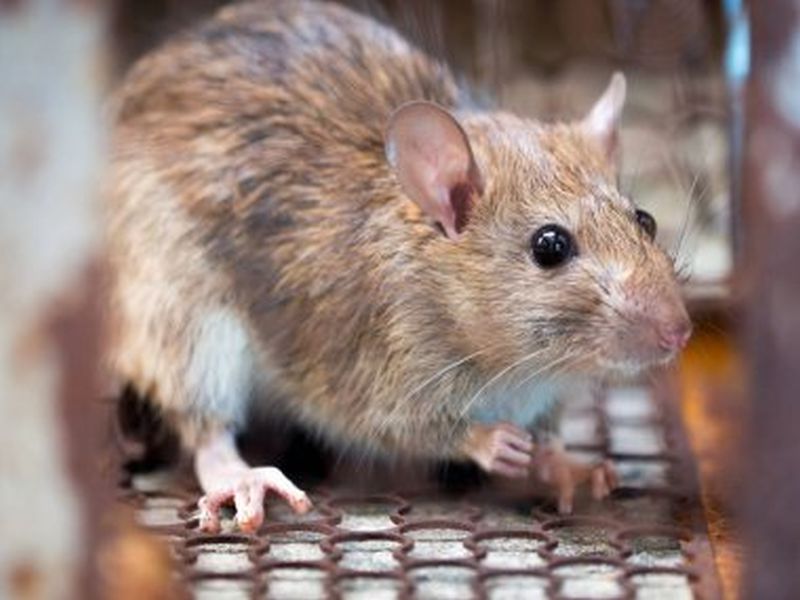 Effective Rat Control Tactics: Pest Management Insights