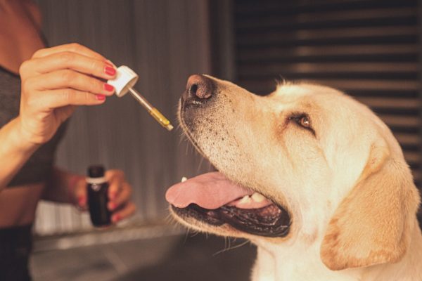 The Benefits of CBD Oil for Dogs What Every Pet Owner Should Know